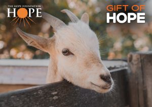 A Small Herd of Goats